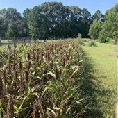 Cattle Farm - 10151 Locke Road