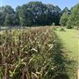 Cattle Farm - 10151 Locke Road