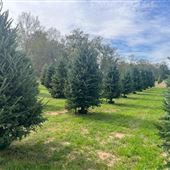 Hughes Christmas Tree Farm