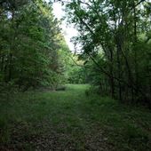 Wooded Area / The Bottoms / KRC Homestead