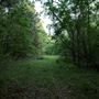 Wooded Area / The Bottoms / KRC Homestead