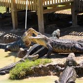 Gator's and Friends Park
